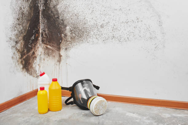 Best Kitchen Mold Remediation in Holly Hill, SC