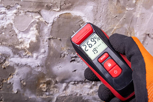 Best Mold Remediation for Schools in Holly Hill, SC