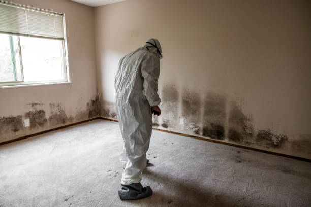 Best Industrial Mold Remediation in Holly Hill, SC