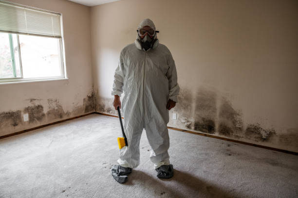 Best Post-Flood Mold Remediation in Holly Hill, SC