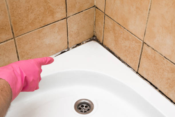 Best Residential Mold Remediation in Holly Hill, SC